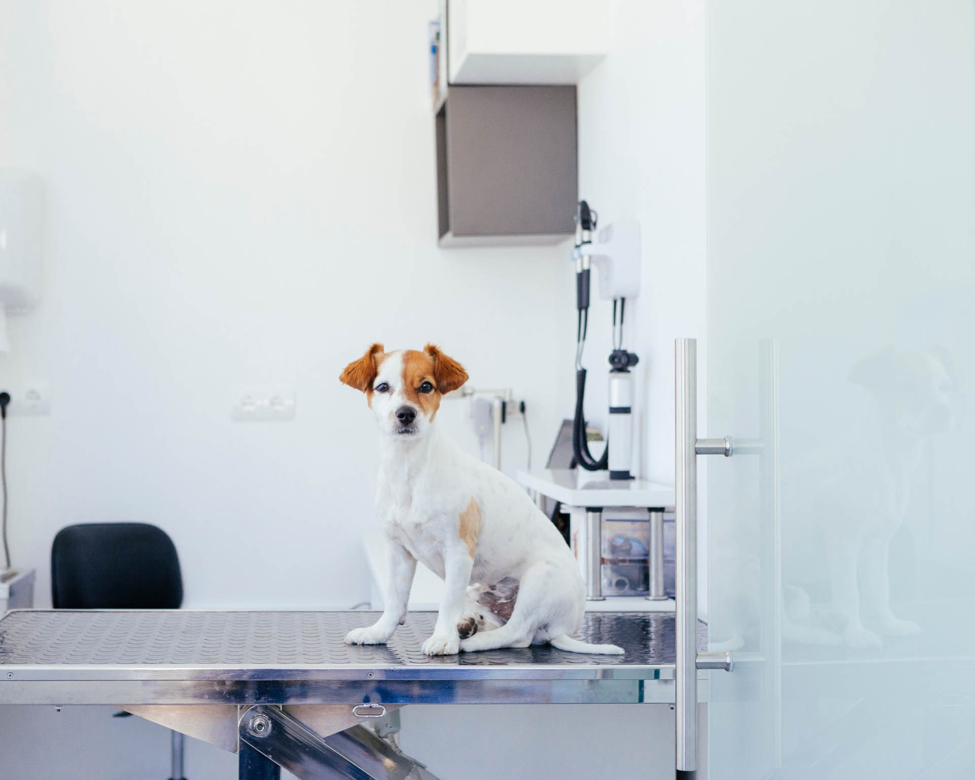 sick puppy about to have a revision in the hospital