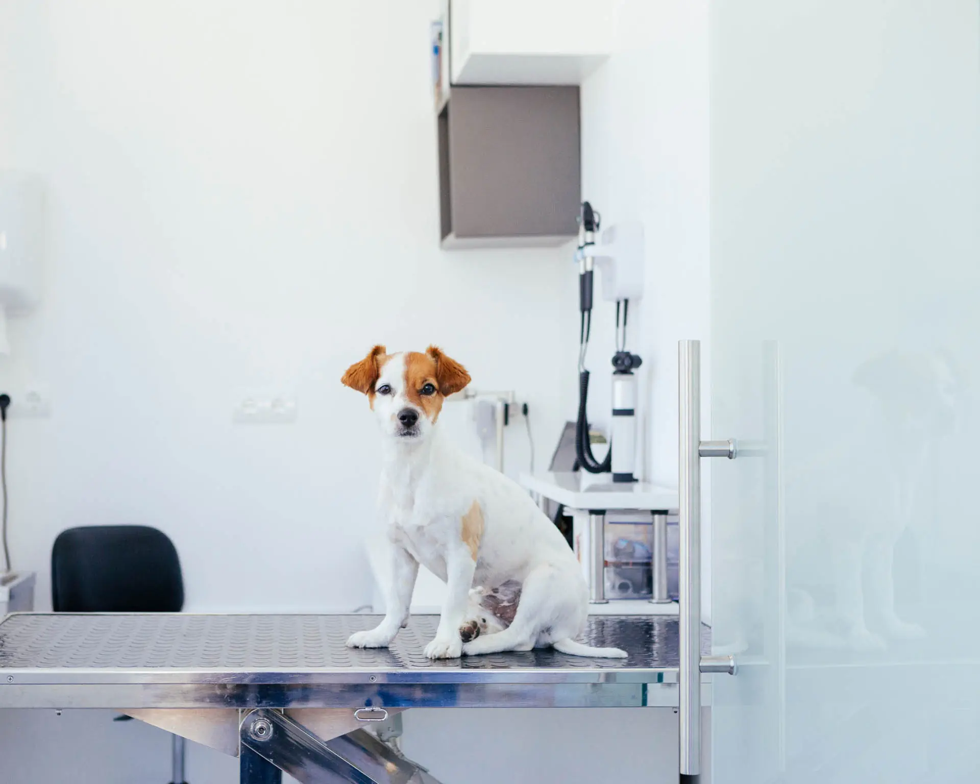 sick puppy about to have a revision in the hospital