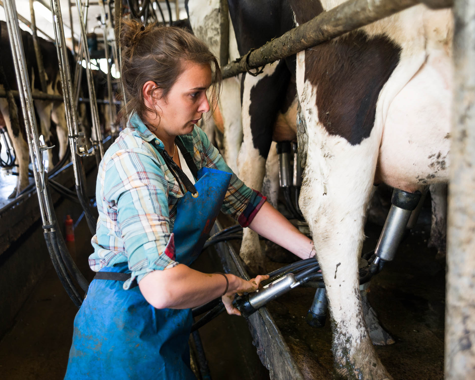 Young farmer woman Cow milking with facility and modern mechaniz