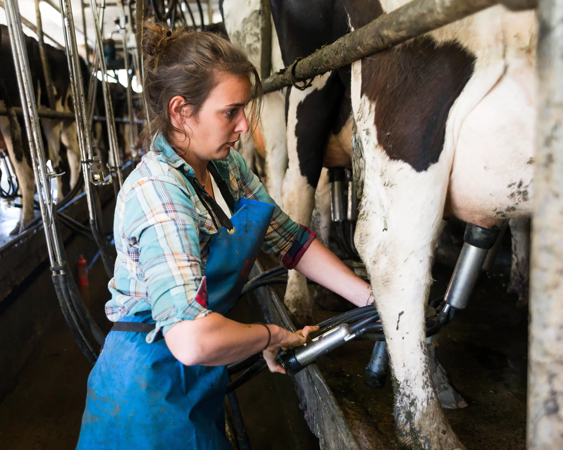 Young farmer woman Cow milking with facility and modern mechaniz